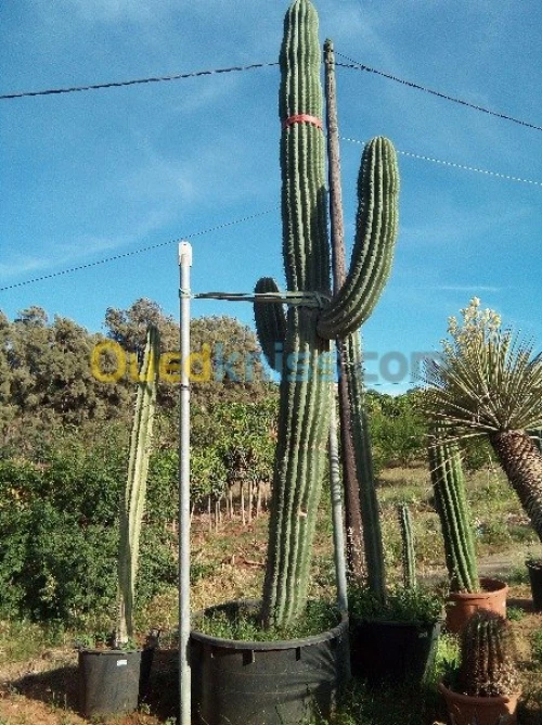  Jardinage