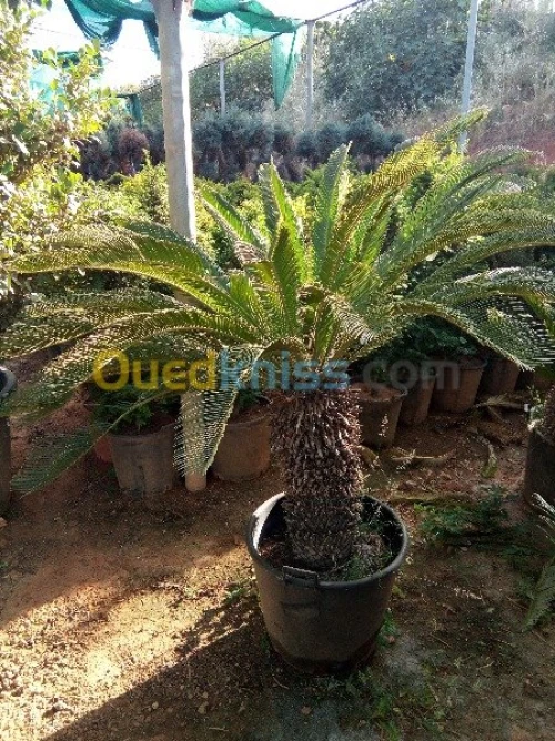  Jardinage