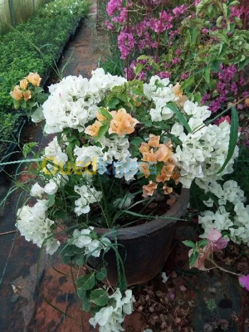  Jardinage