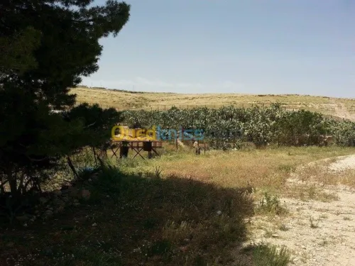 Vente Terrain Tebessa El kouif