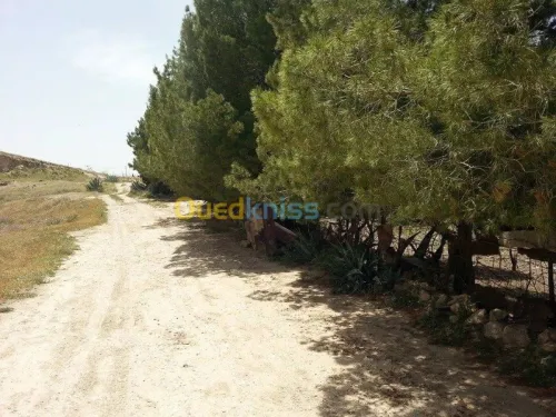 Vente Terrain Tebessa El kouif