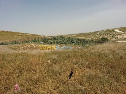 Vente Terrain Tebessa El kouif