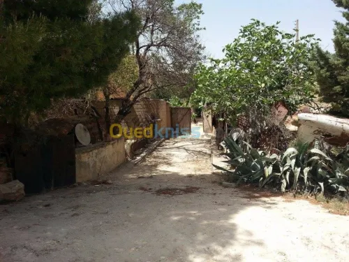 Vente Terrain Tebessa El kouif