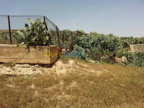 Vente Terrain Tebessa El kouif