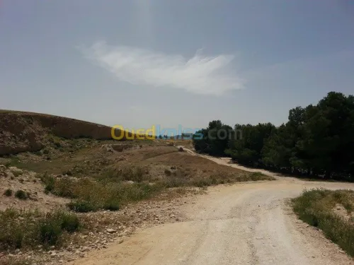 Vente Terrain Tebessa El kouif