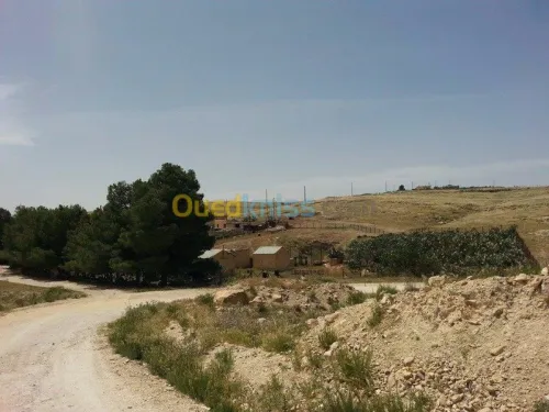 Vente Terrain Tebessa El kouif
