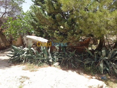Vente Terrain Tebessa El kouif