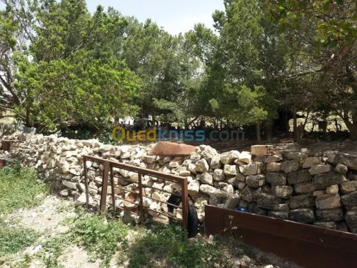 Vente Terrain Tebessa El kouif