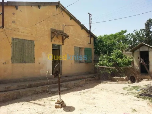 Vente Terrain Tebessa El kouif