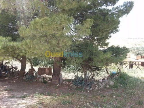 Vente Terrain Tebessa El kouif