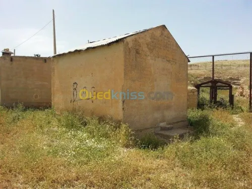 Vente Terrain Tebessa El kouif