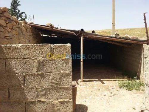 Vente Terrain Tebessa El kouif