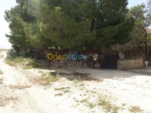 Vente Terrain Tebessa El kouif