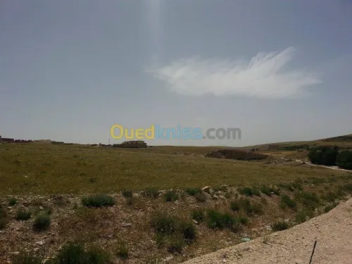 Vente Terrain Tebessa El kouif