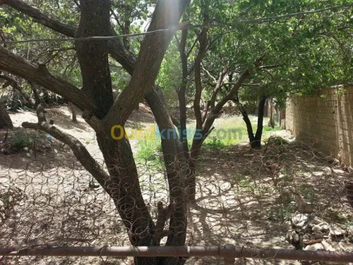 Vente Terrain Tebessa El kouif