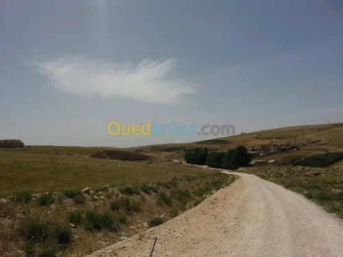 Vente Terrain Tebessa El kouif