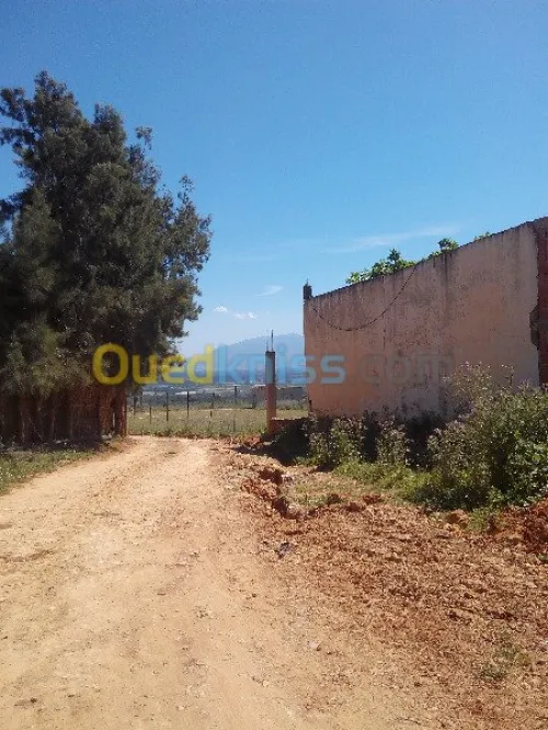 Vente Terrain Tipaza Chaiba