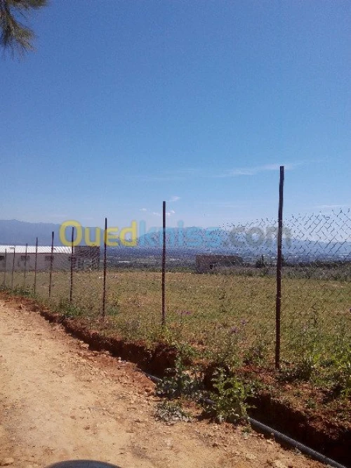 Vente Terrain Tipaza Chaiba