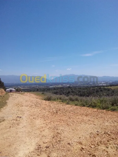Vente Terrain Tipaza Chaiba