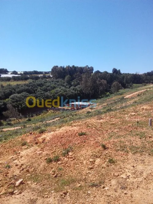 Vente Terrain Tipaza Chaiba