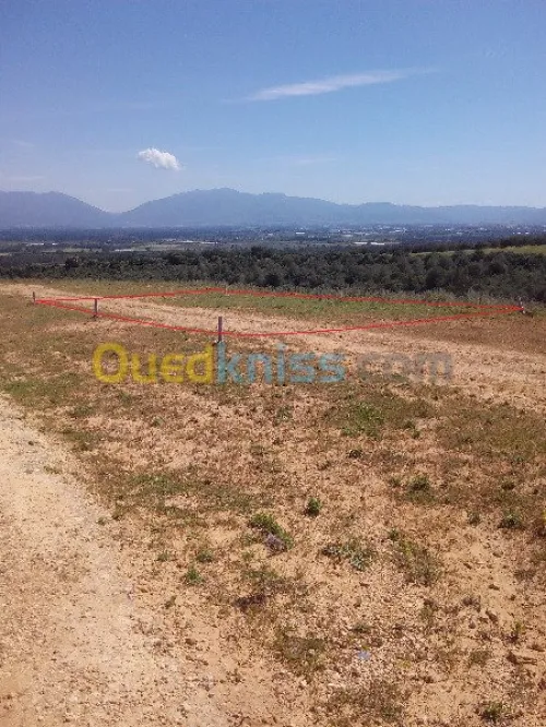 Vente Terrain Tipaza Chaiba