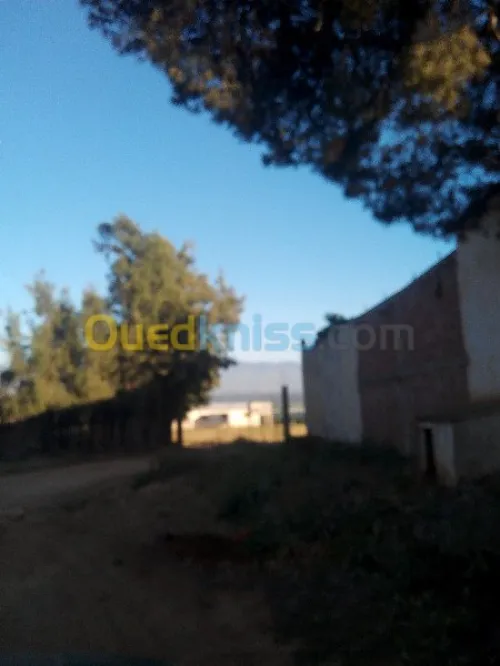 Vente Terrain Tipaza Chaiba