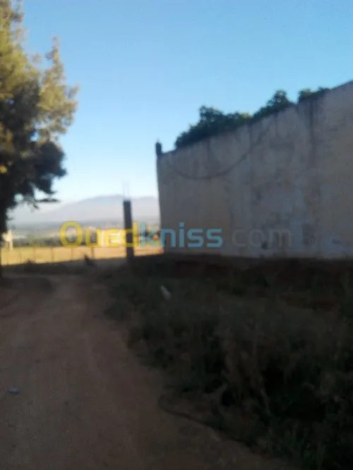 Vente Terrain Tipaza Chaiba