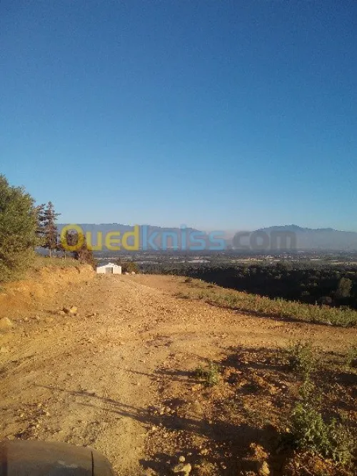 Vente Terrain Tipaza Chaiba