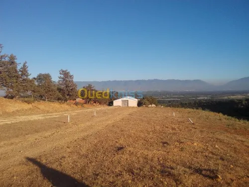 Vente Terrain Tipaza Chaiba
