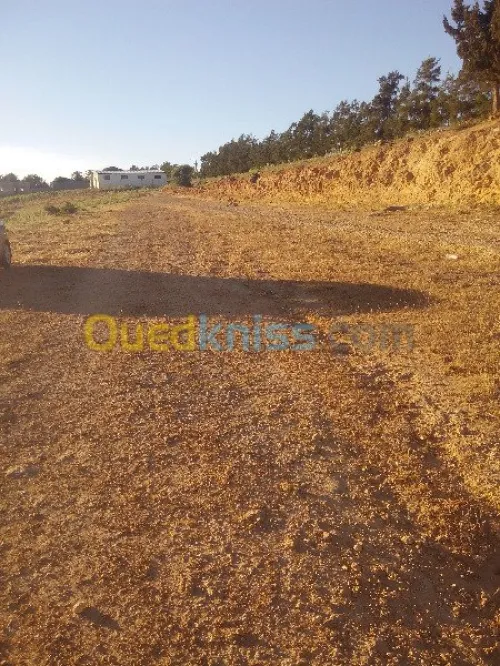 Vente Terrain Tipaza Chaiba