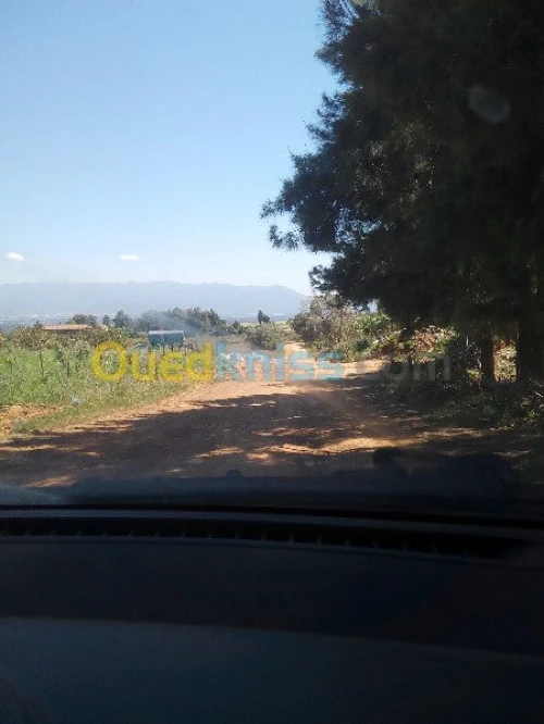 Vente Terrain Tipaza Chaiba