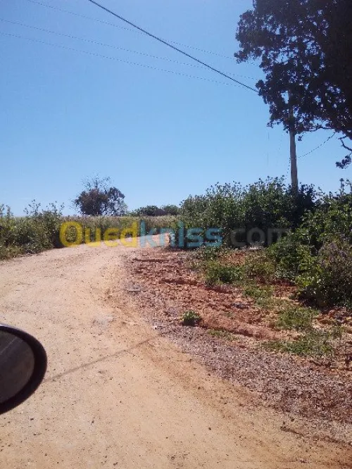 Vente Terrain Tipaza Chaiba
