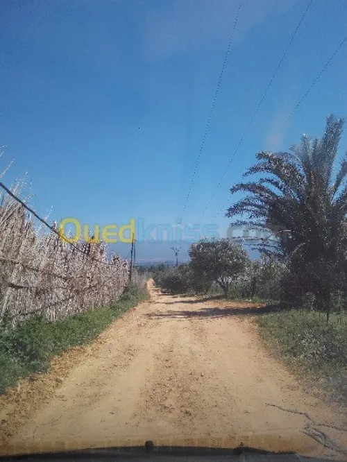 Vente Terrain Tipaza Chaiba