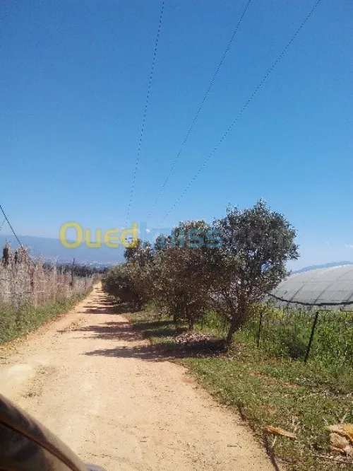 Vente Terrain Tipaza Chaiba