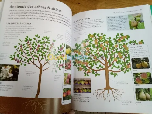 les premiers soins du jardin /potager 