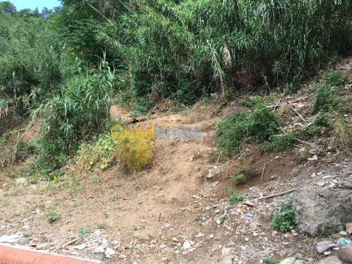 Vente Terrain Alger El biar