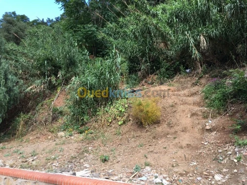Vente Terrain Alger El biar