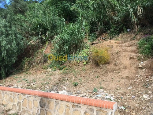 Vente Terrain Alger El biar