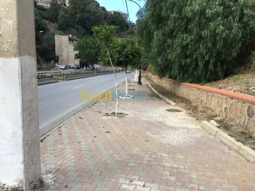 Vente Terrain Alger El biar