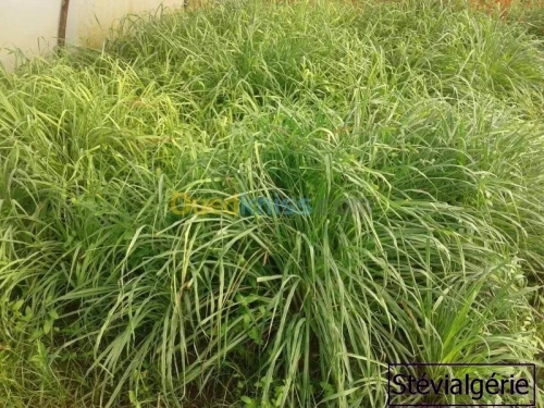 Boutures de Lemongrass