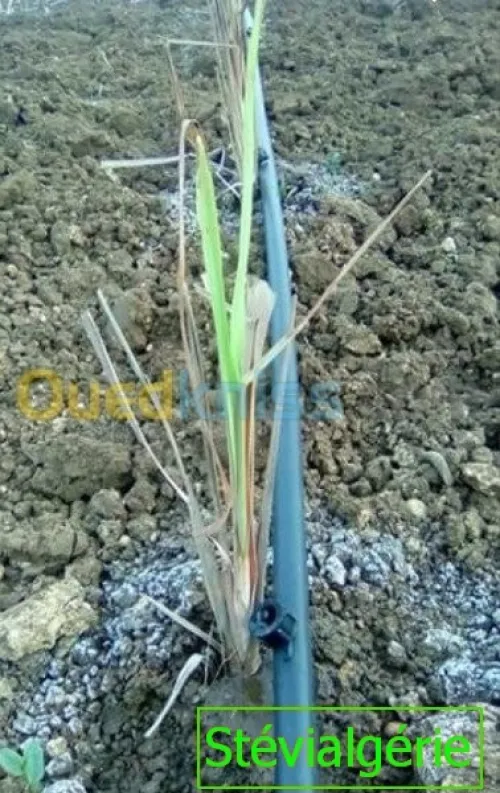 Boutures de Lemongrass