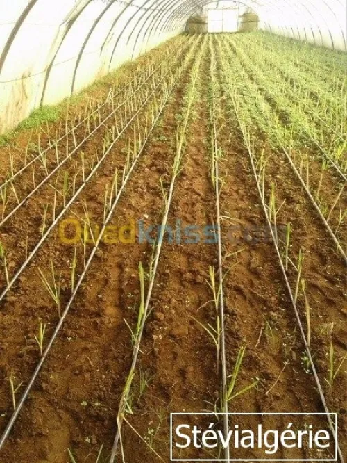 Boutures de Lemongrass