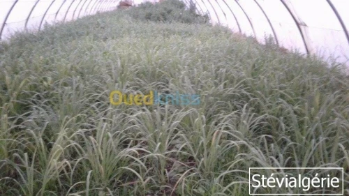 Boutures de Lemongrass