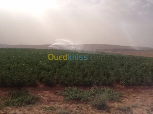 Algérie Irrigation