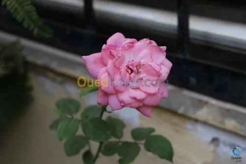 Photographe