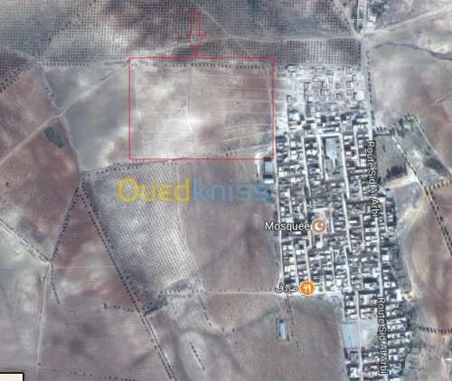 Vente Terrain Tlemcen Sabra