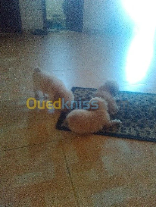 caniches
