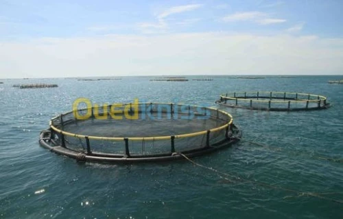 pisciculture intensive