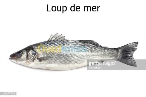 pisciculture intensive