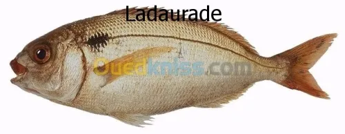 pisciculture intensive